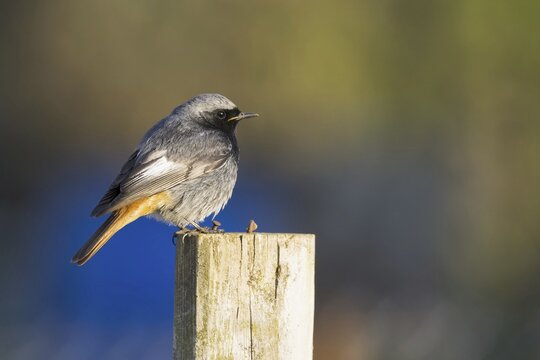 Black redstart (Phoenicurus ochruros), male, standing on fence rail, Hesse, Germany