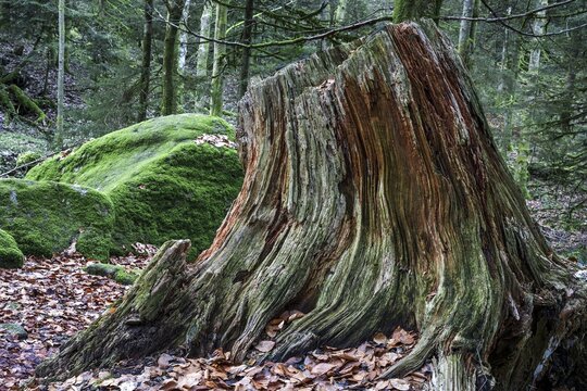 Dead and weathered tree stump, Gertelbach Gorge, B&uuml;hl, B&uuml;hlertal, Northern Black Forest, Black Forest, Baden-W&uuml;rttemberg, Germany
