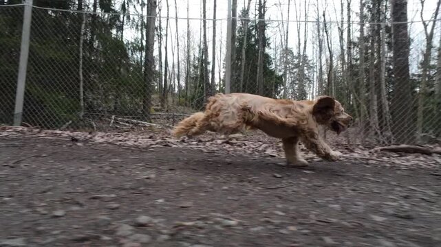Footage of a cocker spaniel dog running in a forest