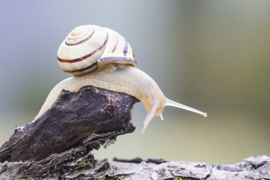 Snail (Helicidae) on dead wood, North Hesse, Hesse, Germany
