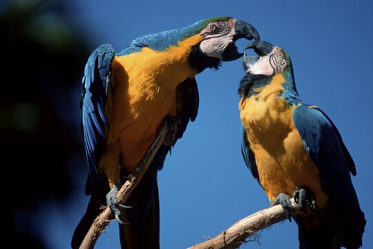 Blue-and-Yellow Macaws, pair / (Ara ararauna)