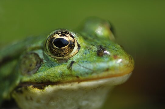 Edible frog (Rana esculenta)