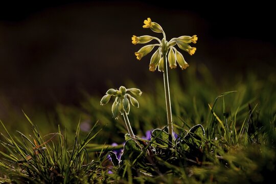 Common Cowslip (Primula veris), Hesse, Germany