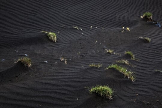 Sparse vegetation in lava sand in Nupsstadur or N&uacute;pssta&eth;ur, Southern Region, Iceland