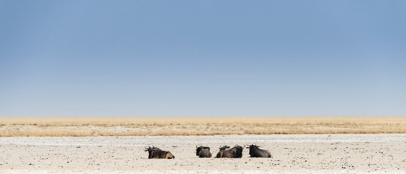 Blue Wildebeest (Connochaetes taurinus) lying in the midday heat, dried out waterhole at the edge of the Etosha Pan, Springbokfontein water hole, Etosha National Park, Namibia