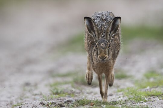 Running brown hare (Lepus europaeus), Emsland, Lower Saxony, Germany