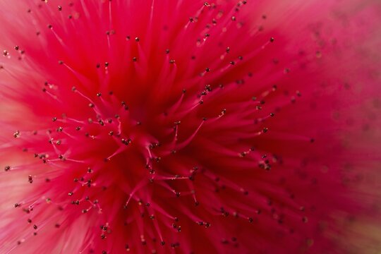 Powderpuff (Calliandra haematocephala), flower