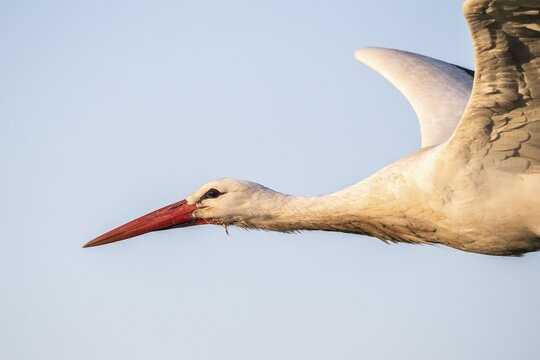 White Stork in flight, Clapper Stork (Ciconia ciconia), Canton Zurich, Switzerland