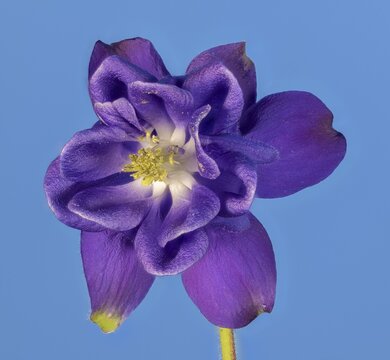 Ordinary columbine (Aquilegia vulgaris) against a blue background, Austria