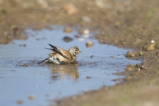 Linnet (Carduelis cannabina), bathing, Emsland, Lower Saxony, Germany