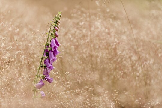 Foxglove (Digitalis purpurea) in blooming grass, Bavaria, Germany