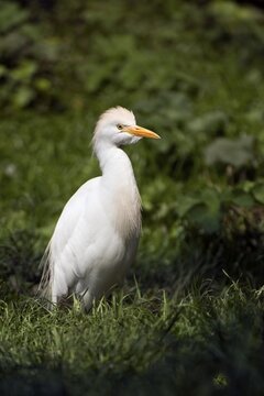 Cattle egret (Bubulcus ibis), Pantanal, Mato Grosso, Brazil