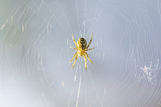 Araneus ( Araneus) in spider's web, Perlacher Forst, Upper Bavaria, Bavaria, Germany