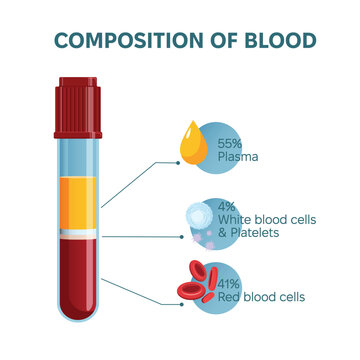 Composition of blood infographic vector illustration. Laboratory test tube and kinds of blood cells, plasma, platelets, white blood cells and red blood cells percentage.