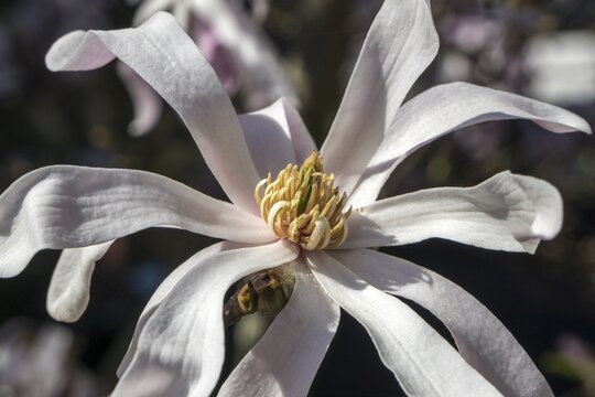 Flower of star magnolia (Magnolia stellata), Baden-W&uuml;rttemberg, Germany