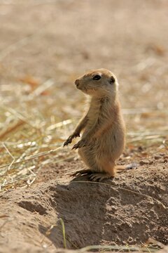 Black-tailed Prairie Dog (Cynomys ludovicianus), young animal, upright standing, captive, Germany