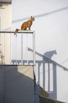 Tabby cat sitting on railing, shadow on wall, Paros, Cyclades, Aegean Sea, Greece