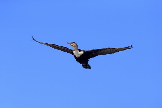 White-breasted Cormorant (Phalacrocorax carbo Lucides), in flight, Betty's Bay, Western Cape, South Africa