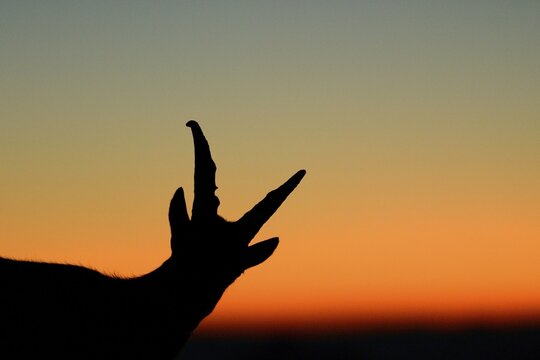 Young Alpine Ibex (Capra ibex), silhouette, Bernese Oberland, Switzerland, Europe