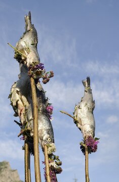 Trout al la Vlado, Mala Fatra, Slovakia, Europe