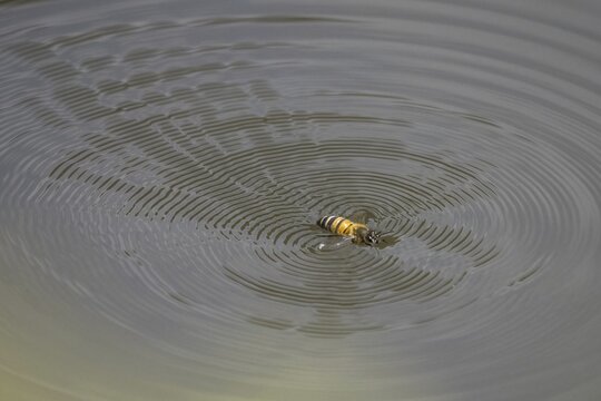 Wild bee (Apoidea) on water surface, Hesse, Germany