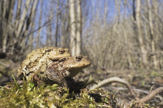 Toad migration (Bufo bufo), female transports male, Hesse, Germany