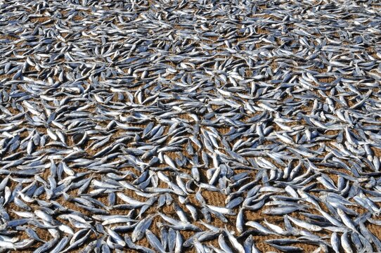 Dried fish, fish drying on coconut mats on the beach, Negombo, Sri Lanka, South Asia, Asia