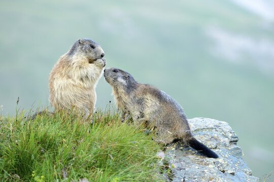 Young Alpine Marmot (Marmota marmota) begging for food, Grossglockner, Hohe Tauern National Park, Tyrol, Austria