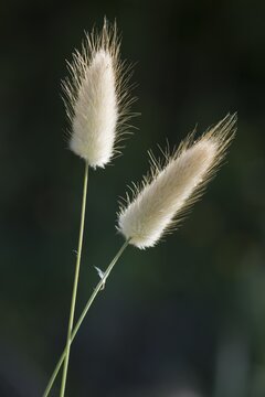 Hares tail grass (Lagurus ovatus), Ile Rousse, Corsica, France