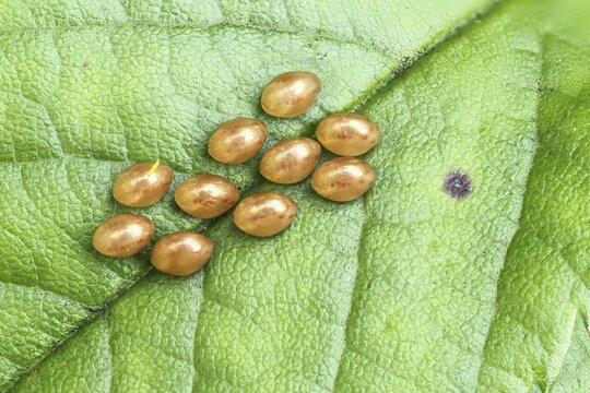Eggs of a True bug (Heteroptera) on lilac leaf, Hesse, Germany