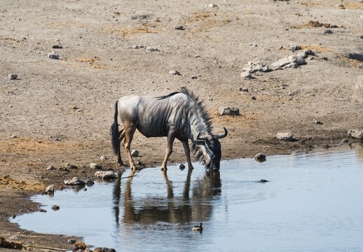 Blue Wildebeest (Connochaetes taurinus) drinking, Chudop water hole, Etosha National Park, Namibia