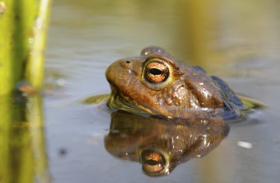 Common toad (Bufo bufo)