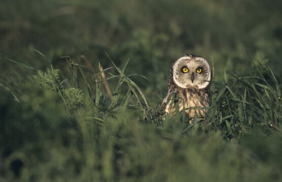 Short-eared Owl (Asio flammeus)