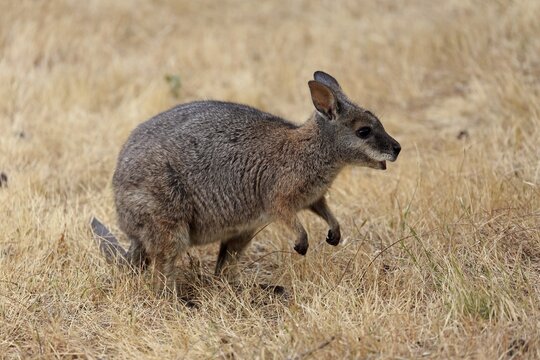 Derby wallaby (Macropus eugenii), tammar wallaby, dama wallaby, adult, in dry grass, Kangaroo Island, South Australia, Australia