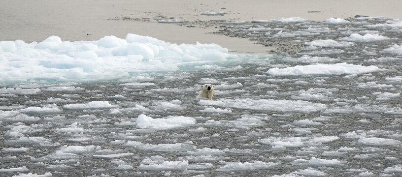 Polar Bear (Ursus maritimus) swimming amidst pack ice, Spitsbergen Island, Svalbard Archipelago, Svalbard and Jan Mayen, Norway