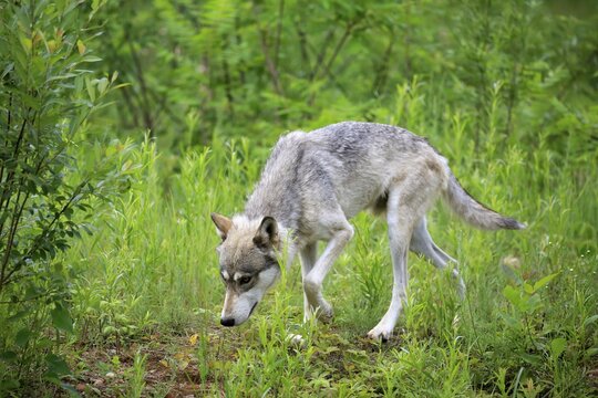 Gray wolf (Canis lupus), adult, walking on meadow, Pine County, Minnesota, USA