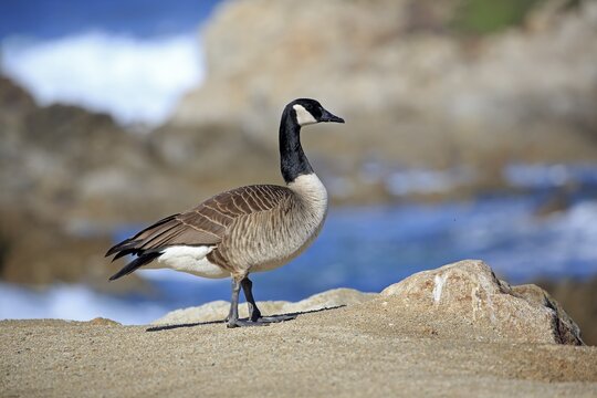 Canada goose (Branta canadensis), adult, standing on coast, California, USA
