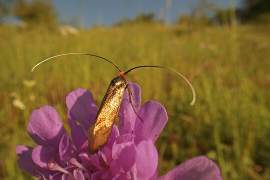 Gold longhorn moth (Nemophora metallica) sitting on a scarbiose, Hesse, Germany