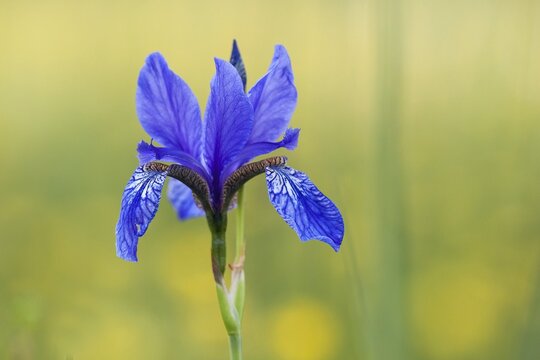 Siberian Iris (Iris sibirica), North Hesse, Hesse, Germany