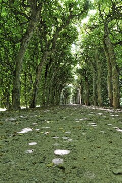Tree-lined pathway through the park at the Hermitage in Bayreuth, Bavaria, Germany, Europe