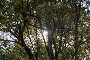 Fototapeta premium 木のある風景,A Landscape with Trees