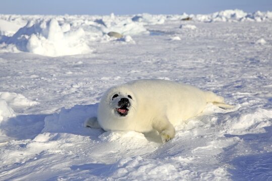 Harp Seal or Saddleback Seal (Pagophilus groenlandicus, Phoca groenlandica), pup on pack ice, Magdalen Islands, Gulf of Saint Lawrence, Quebec, Canada
