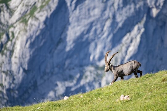 Ibex (Capra ibex), National Park Berchtesgaden, Berchtesgaden, Bavaria, Germany
