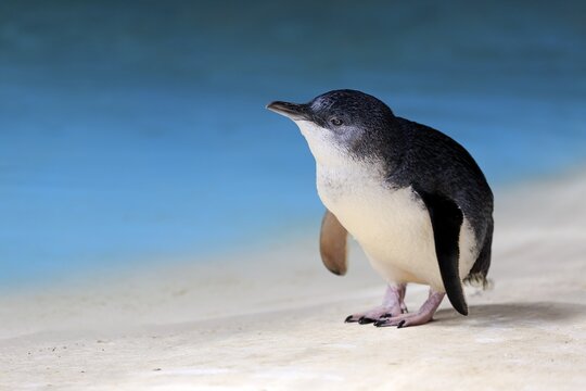 Little penguin (Eudyptula minor), adult on the beach, Kangaroo Island, South Australia, Australia