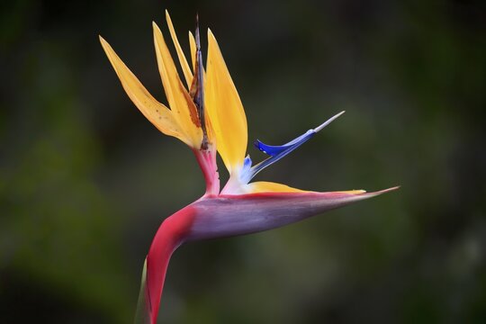 Rushes Bird of Paradise flower, Bird of Paradise Flower (Strelitzia juncea), flower, blooming, Kirstenbosch Botanical Garden, Cape Town, South Africa