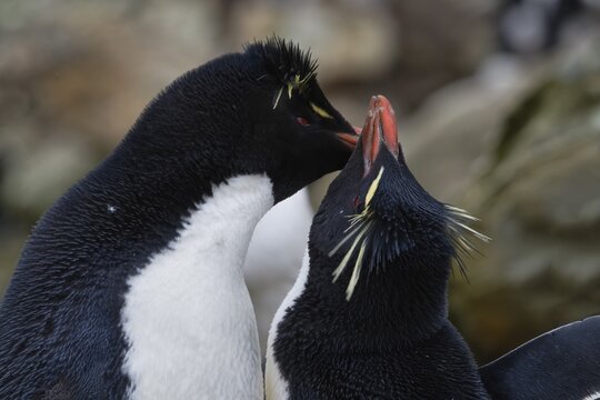 Couple of Southern Rockhopper penguins (Eudyptes chrysocome), New Island, Falkland Islands, British Overseas Territory