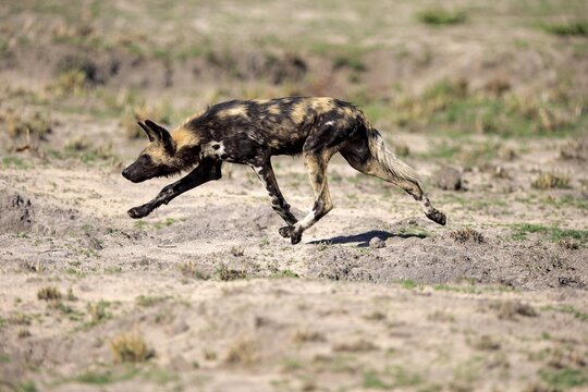 African wild dog (Lycaon pictus), adult, hunting, running, Sabi Sand Game Reserve, Kruger National Park, South Africa