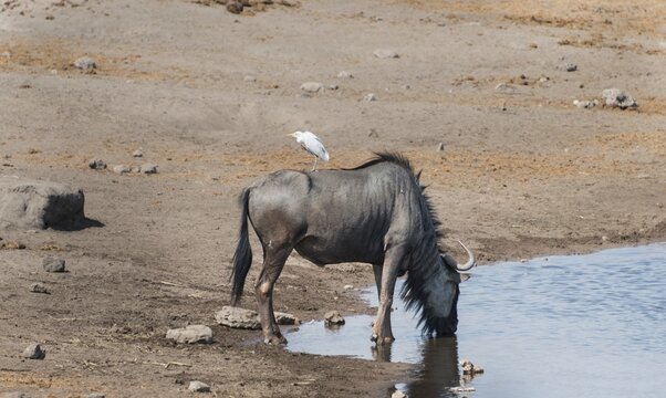 Blue Wildebeest (Connochaetes taurinus) with a Cattle Egret (Bubulcus ibis) on its back drinking at the waterhole of Chudop, Etosha National Park, Namibia
