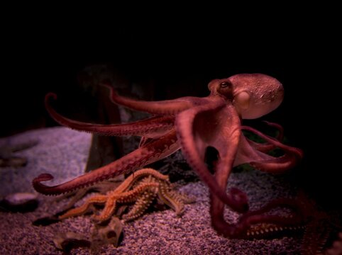 Red Octopus (Octopoda) in an aquarium, captive