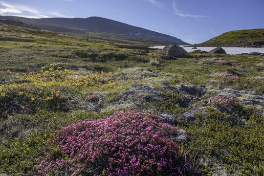 Purple saxifrage (Saxifraga oppositifolia), Hornstrandir, Vestfir&eth;ir, Iceland